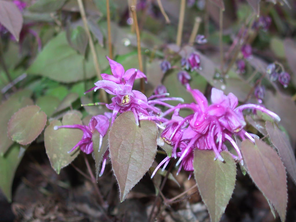 Epimedium Roseum Giganteum  2.jpg